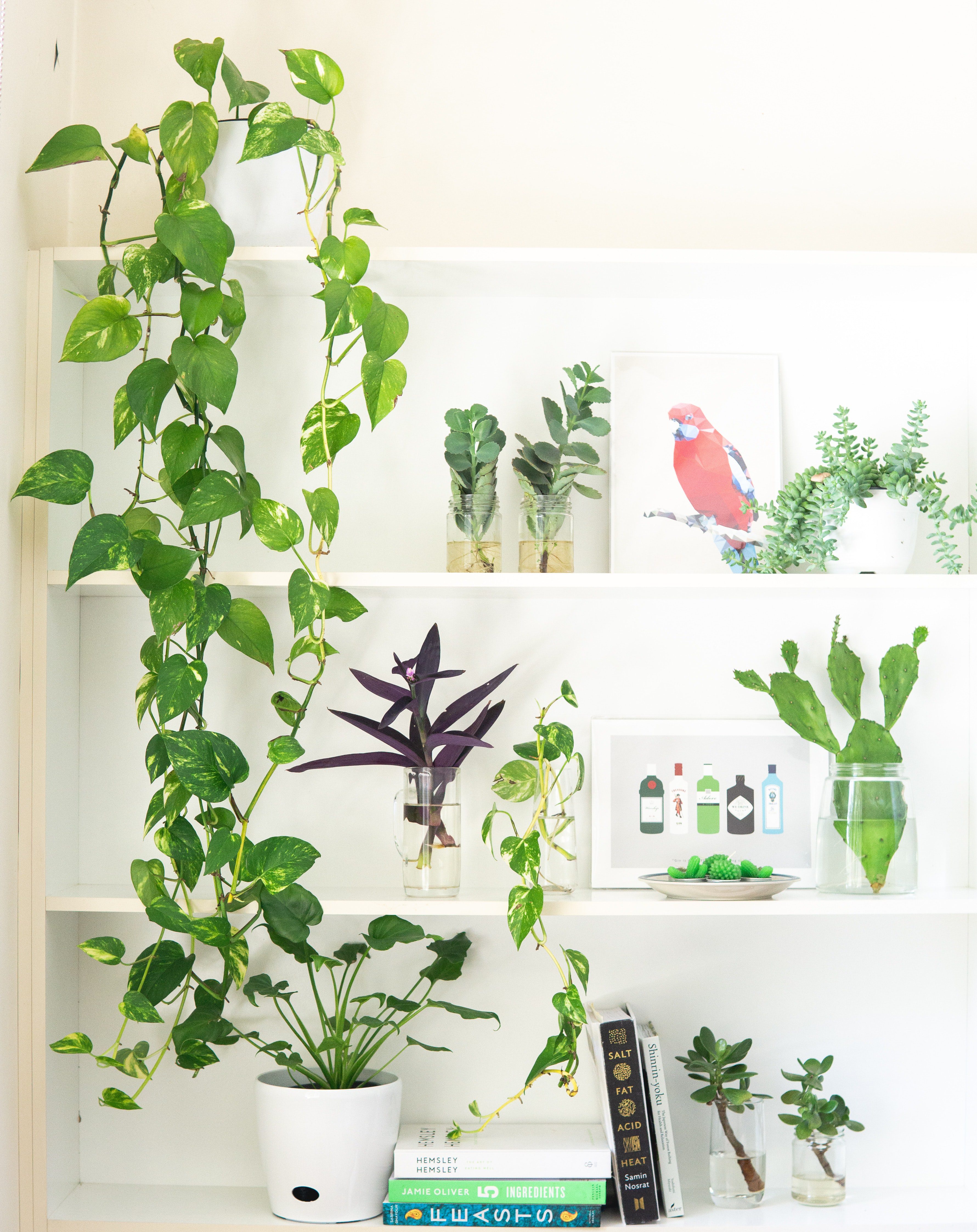 houseplants that are great for beginners on a shelf